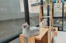 7 Cat Naming Hacks That Stuck (No. 5 Made My Vet Laugh!)