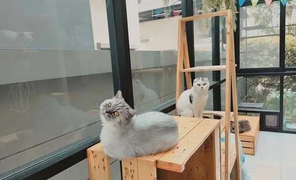 7 Cat Naming Hacks That Stuck (No. 5 Made My Vet Laugh!)
