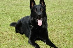 5 Shocking Summer Dog Care Mistakes I Made (And How to Keep Your Pup Cool & Safe!)