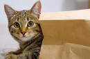 10 Must-Know Summer Cat Care Tips (Save Your Feline Friend From Heat!)