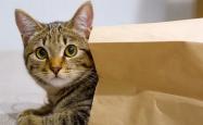 10 Must-Know Summer Cat Care Tips (Save Your Feline Friend From Heat!)