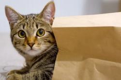 10 Must-Know Summer Cat Care Tips (Save Your Feline Friend From Heat!)