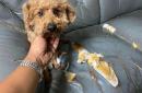 7 Life-Saving Dog Care Hacks I Learned the Hard Way (No. 3 Will Shock You!)