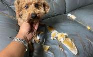 7 Life-Saving Dog Care Hacks I Learned the Hard Way (No. 3 Will Shock You!)