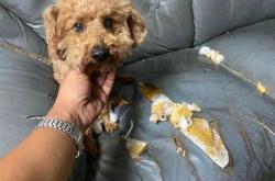 7 Life-Saving Dog Care Hacks I Learned the Hard Way (No. 3 Will Shock You!)