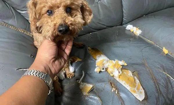 7 Life-Saving Dog Care Hacks I Learned the Hard Way (No. 3 Will Shock You!)