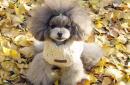 5 Feng Shui Dog Rules That Changed My Luck (No. 3 Surprised My Vet!)