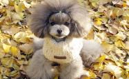 5 Feng Shui Dog Rules That Changed My Luck (No. 3 Surprised My Vet!)
