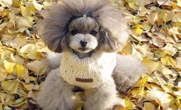 5 Feng Shui Dog Rules That Changed My Luck (No. 3 Surprised My Vet!)