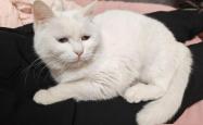 5 Deadly Deworming Mistakes I Made (Vet’s #1 Tip Saved My Cat!)