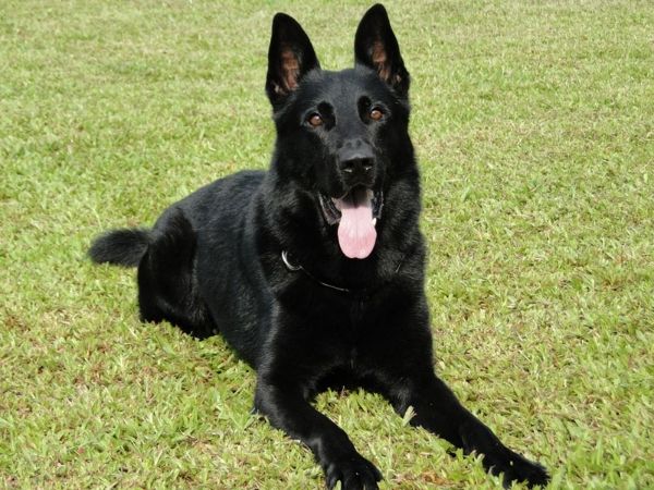 black wolfdog