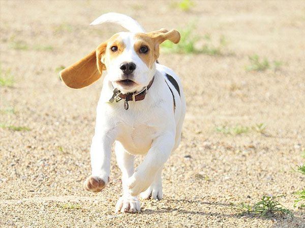 Beagle
