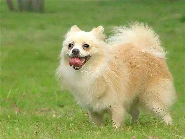 Pomeranian