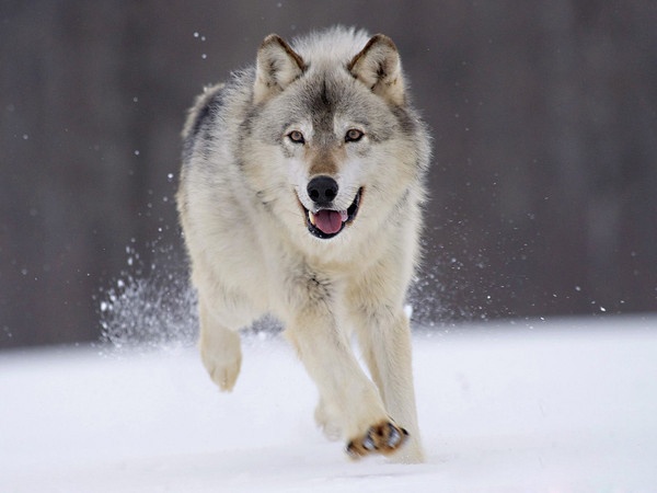 Snow wolf dog