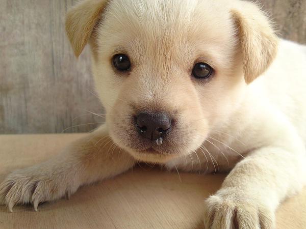 Chow Chow