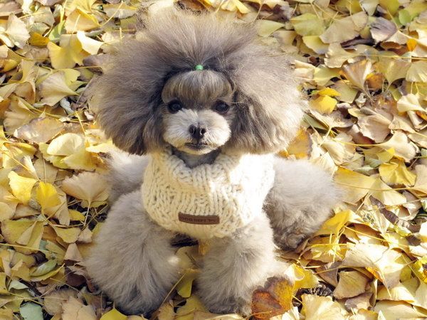 Pomeranian