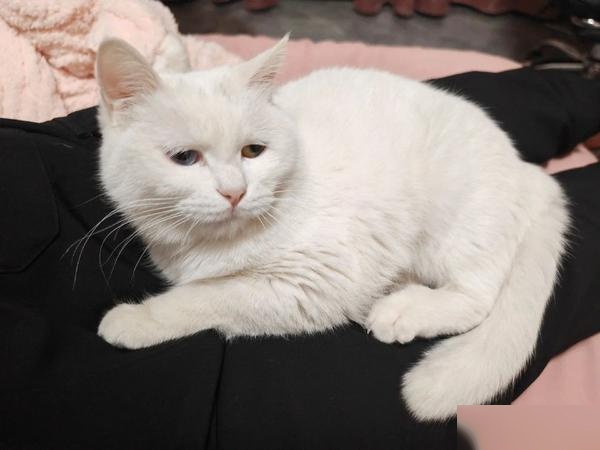Tapeworms hatch inside your cat’s gut