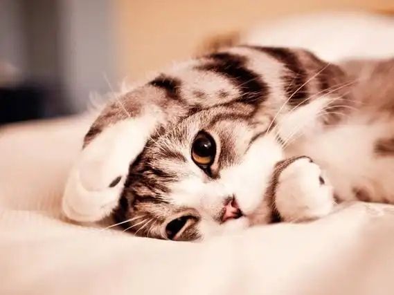 Believing "Indoor Cats Are Safe"