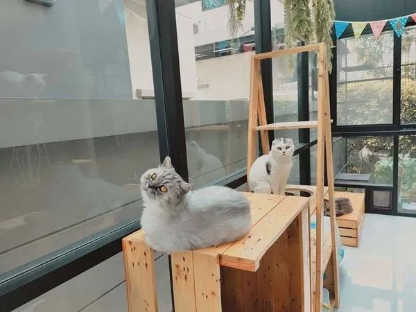 Cinderella’s cat