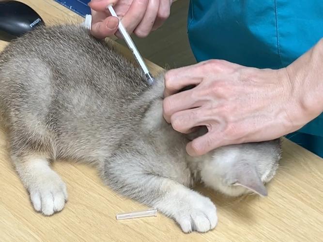vaccinate cats vaccinate cats