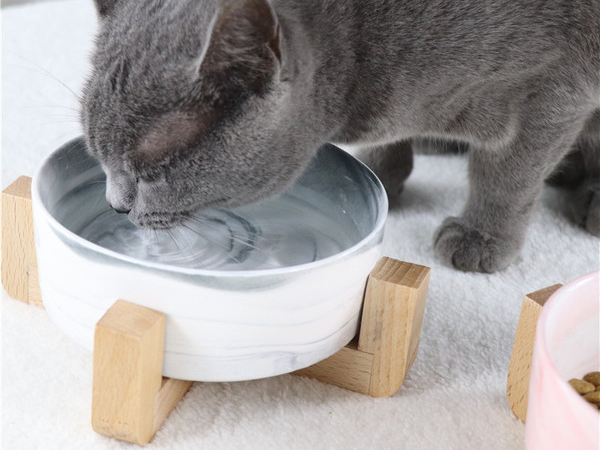 Cat drinking water
