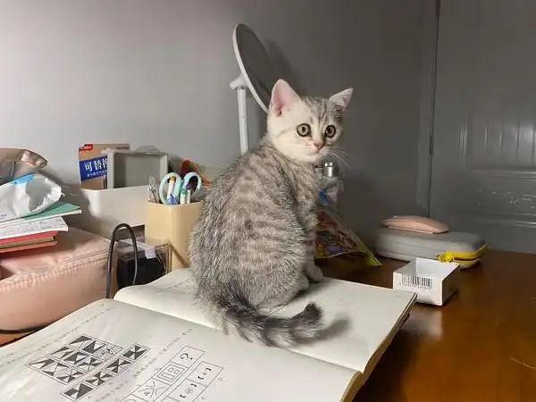 I want to raise a cat!