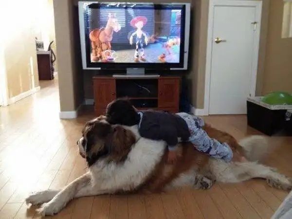 The 5 Drawbacks of Owning a Dog The 5 Drawbacks of Owning a Dog