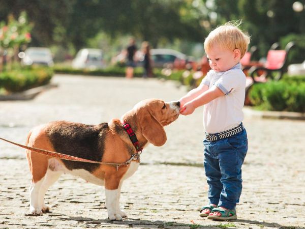 A dog and a child A dog and a child